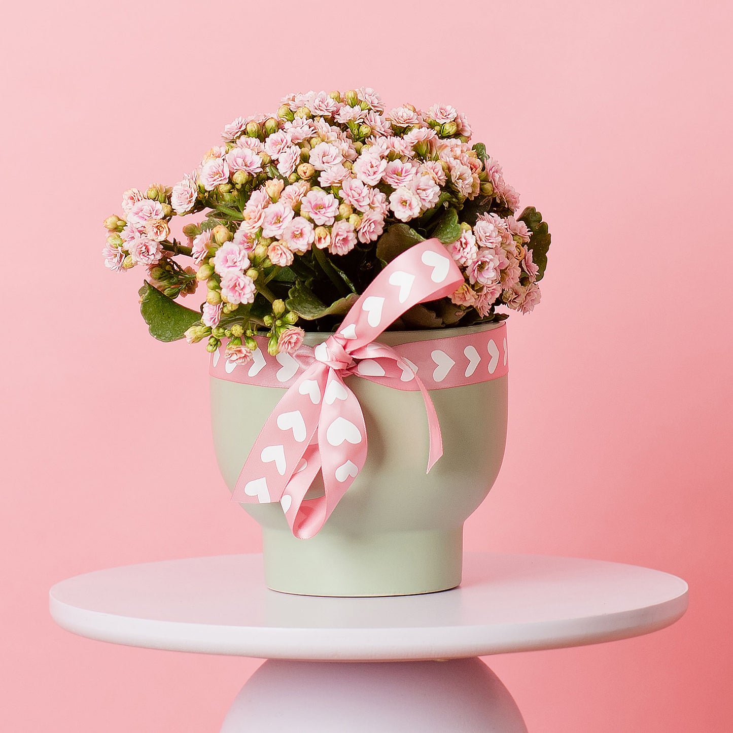 Potted Kalanchoe