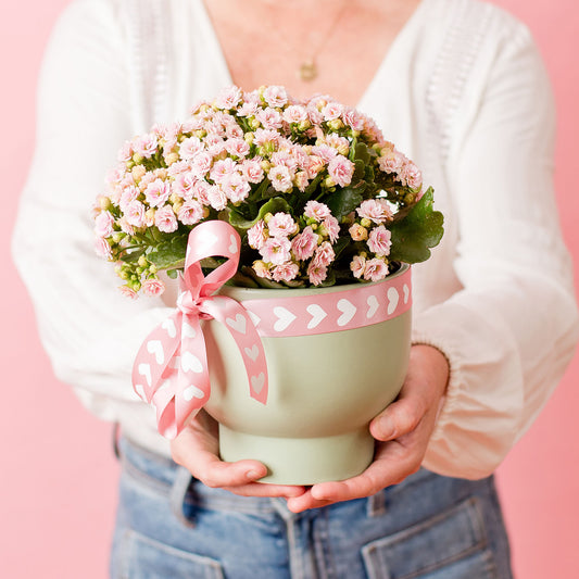 Potted Kalanchoe